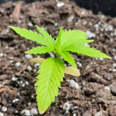 Daisy's  growlog timeline photo