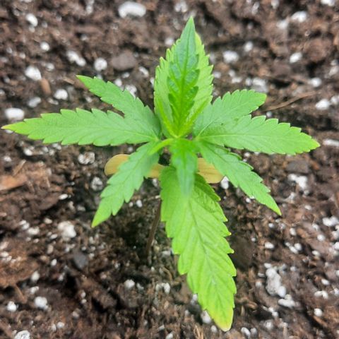 Daisy's  growlog photo: Added one shot glass of water