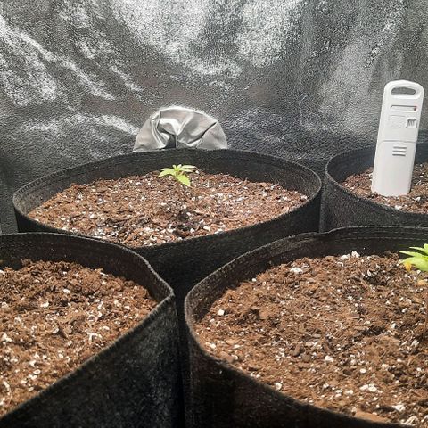 Daisy's  growlog photo: Added one shot glass of water