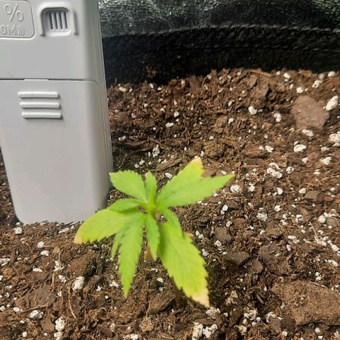 Daisy's  growlog photo: Added one shot glass of water