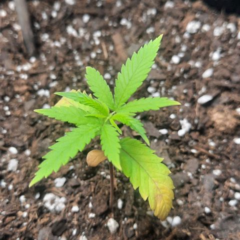 Daisy's  growlog photo: Added one shot glass of water