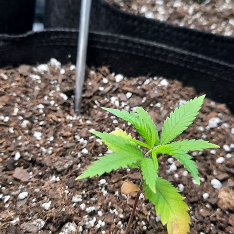 Daisy's  growlog photo: Note the dead moths.