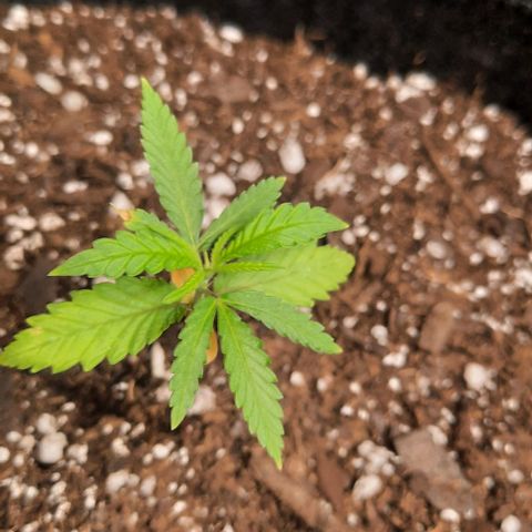 Daisy's  growlog photo: Note the dead moths.