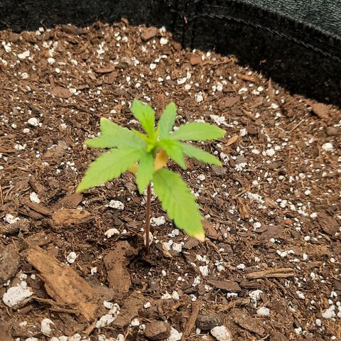 Daisy's  growlog photo: Note the dead moths.