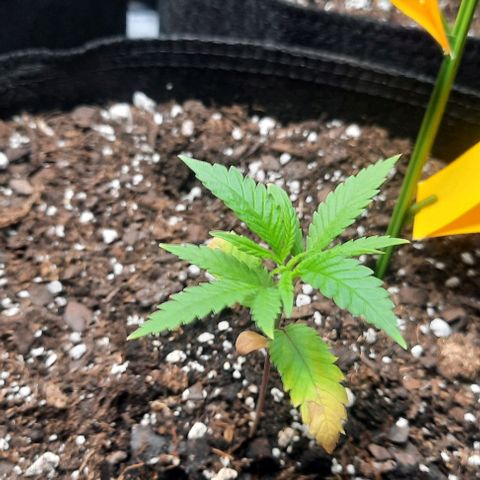 Daisy's  growlog photo: pH up and pH down arrived to day