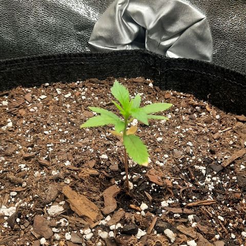 Daisy's  growlog photo: pH up and pH down arrived to day