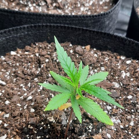 Daisy's  growlog photo: pH up and pH down arrived to day