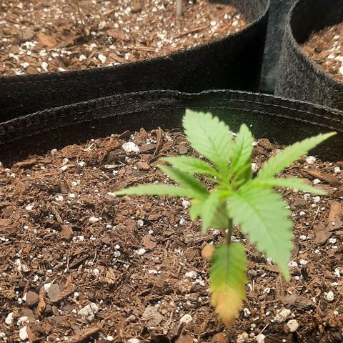 Daisy's  growlog photo: 1 ml too much for one gallon. Reducing to half ml
