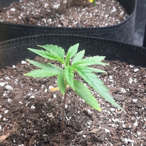 Daisy's  growlog timeline photo