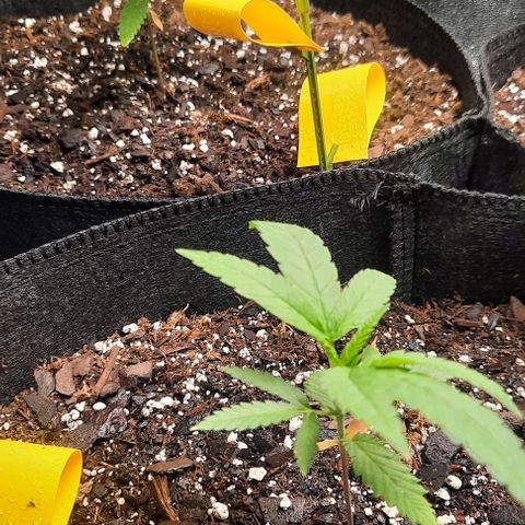 Daisy's  growlog timeline photo