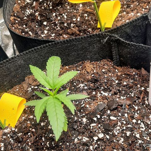 Daisy's  growlog timeline photo