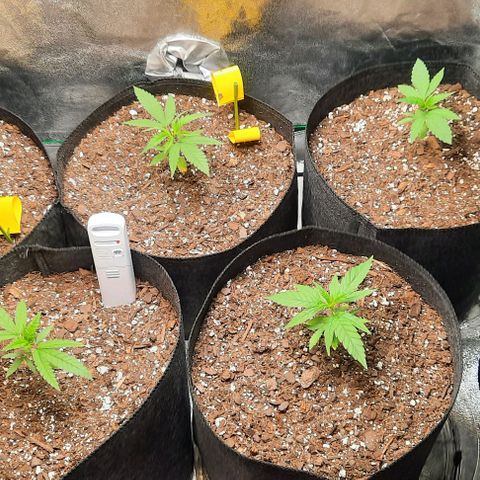 Daisy's  growlog photo: Added second AC Infinity fan