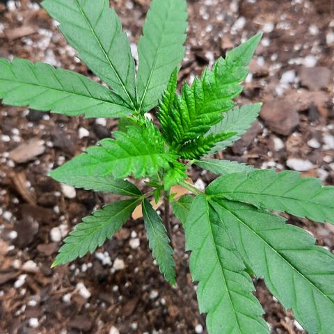 Daisy's  growlog photo: Added second AC Infinity fan