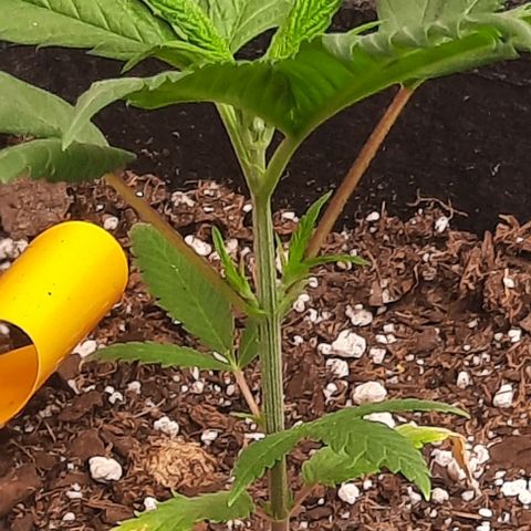 Daisy's  growlog photo: Added second light to cover the existing plants not getting enough light 