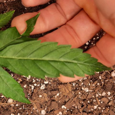 Daisy's  growlog photo: Added second light to cover the existing plants not getting enough light 