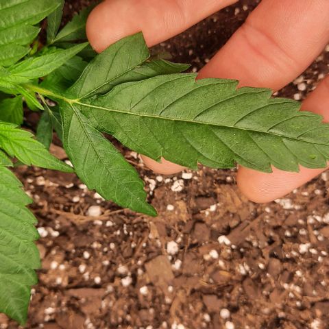 Daisy's  growlog photo: Added second light to cover the existing plants not getting enough light 