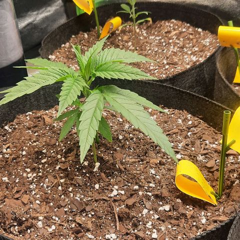 Daisy's  growlog photo: Added second light to cover the existing plants not getting enough light 