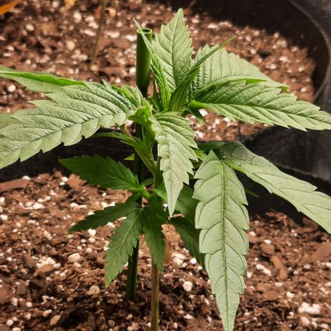 Daisy's  growlog photo: Added second light to cover the existing plants not getting enough light 