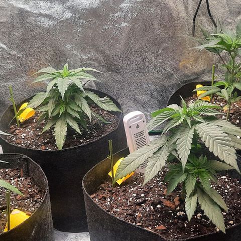 Daisy's  growlog timeline photo