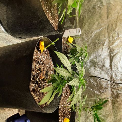 Daisy's  growlog timeline photo