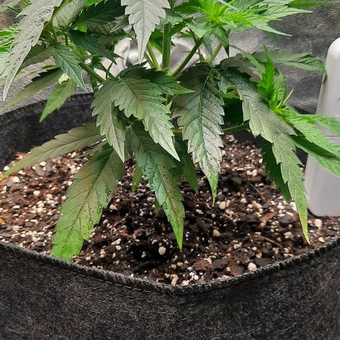 Daisy's  growlog timeline photo