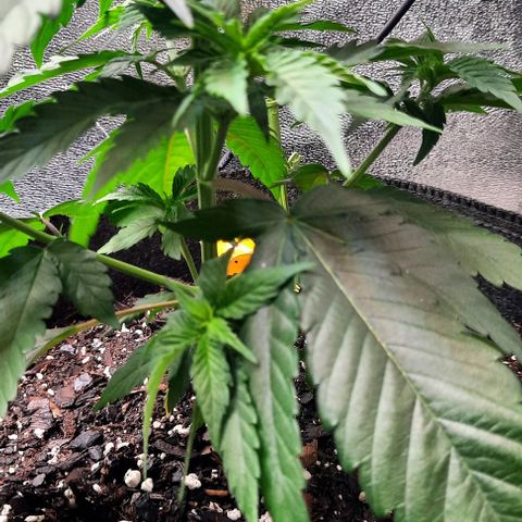 Daisy's  growlog timeline photo