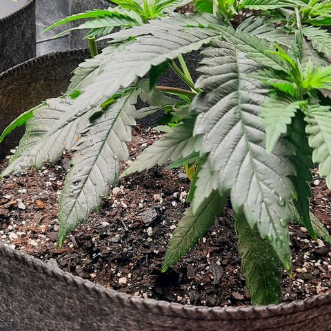 Daisy's  growlog timeline photo