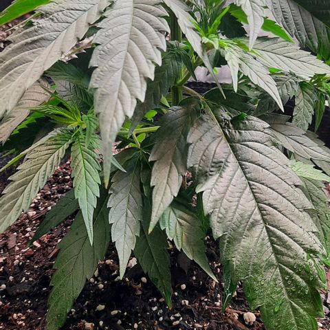 Daisy's  growlog timeline photo