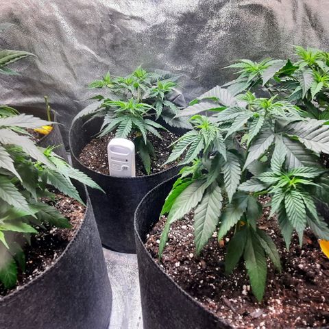 Daisy's  growlog timeline photo