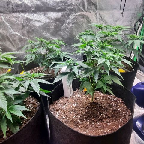 Daisy's  growlog photo: Looking very good. Cal-Mag slowly taking effect 