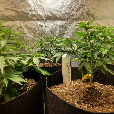 Daisy's  growlog photo: Looking very good. Cal-Mag slowly taking effect 