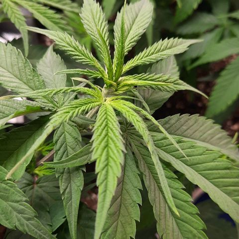 Daisy's  growlog timeline photo