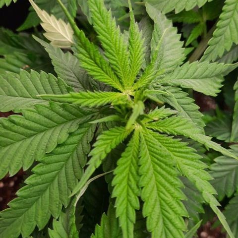 Daisy's  growlog timeline photo