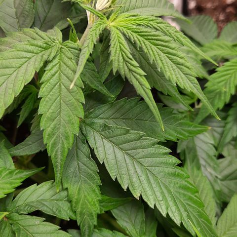 Daisy's  growlog timeline photo