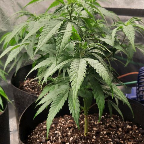 Daisy's  growlog timeline photo