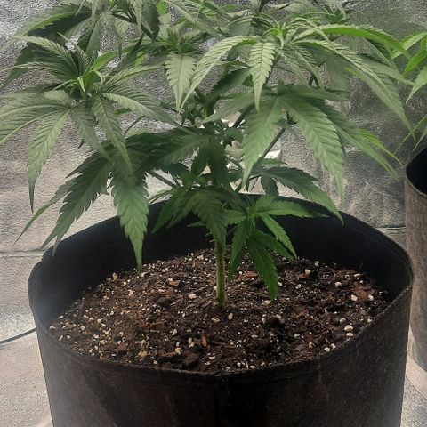 Daisy's  growlog timeline photo