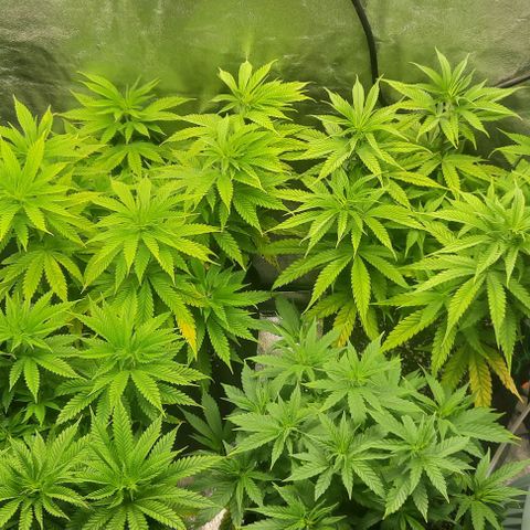 Daisy's  growlog timeline photo