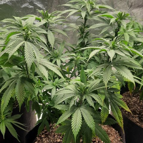 Daisy's  growlog photo: Going to flowering tomorrow 