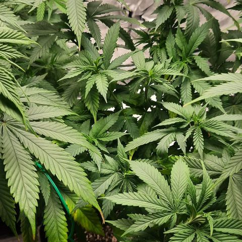 Daisy's  growlog photo: Going to flowering tomorrow 