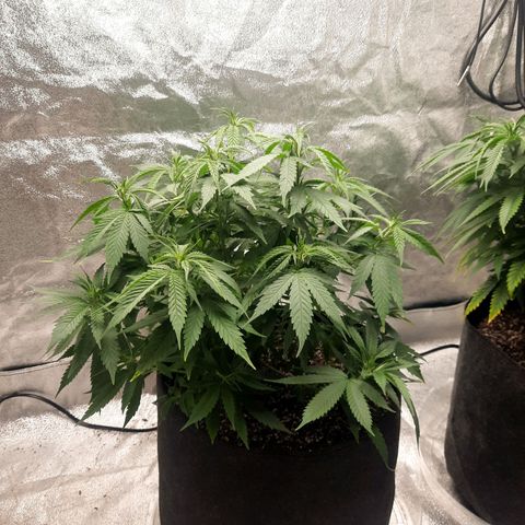 Daisy's  growlog photo: Going to flowering tomorrow 