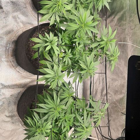 Daisy's  growlog photo: Going to flowering tomorrow 