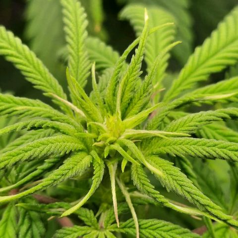 Daisy's  growlog timeline photo