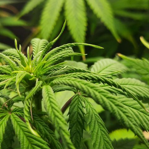 Daisy's  growlog timeline photo