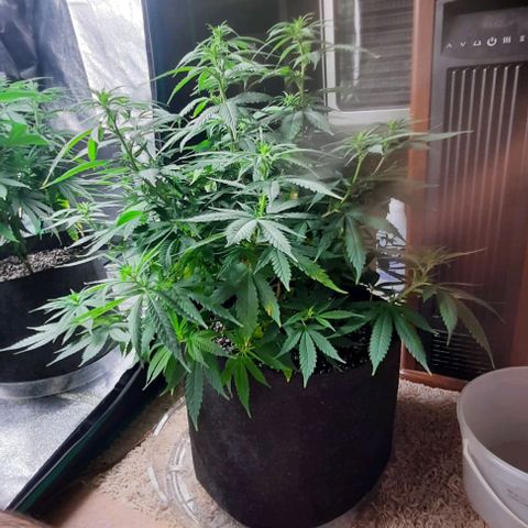 Daisy's  growlog timeline photo