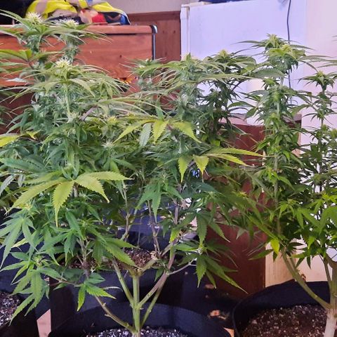 Daisy's  growlog timeline photo