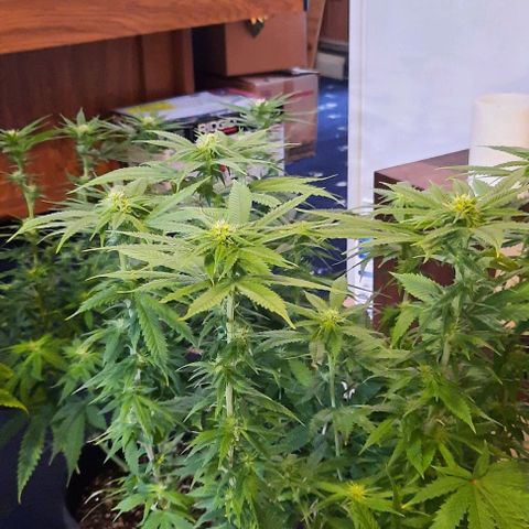 Daisy's  growlog timeline photo