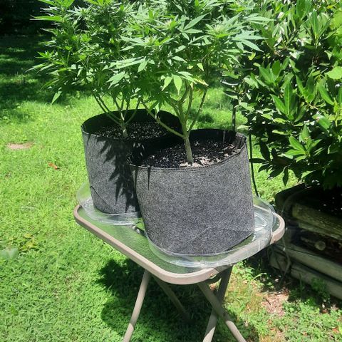 Daisy's  growlog photo: Two plants outside to make room for the three