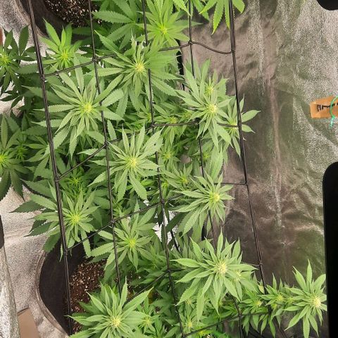 Daisy's  growlog photo: Two plants outside to make room for the three