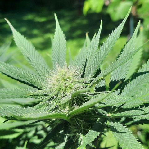 Daisy's  growlog photo: Two plants outside to make room for the three