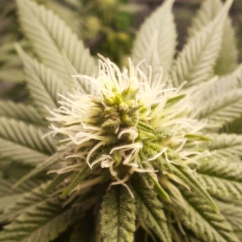 Daisy's  growlog timeline photo